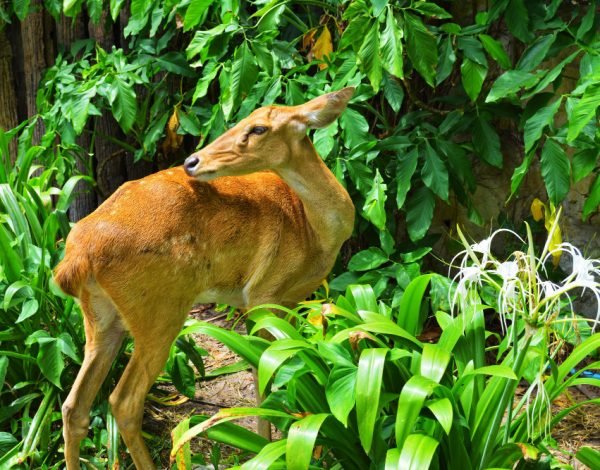 Self-drive rental for Goa’s wildlife and nature reserves
